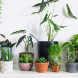 Lunární kalendář pro vnitřní rostliny a barvy pro duben 2022: příznivé dny a termíny pro květinu